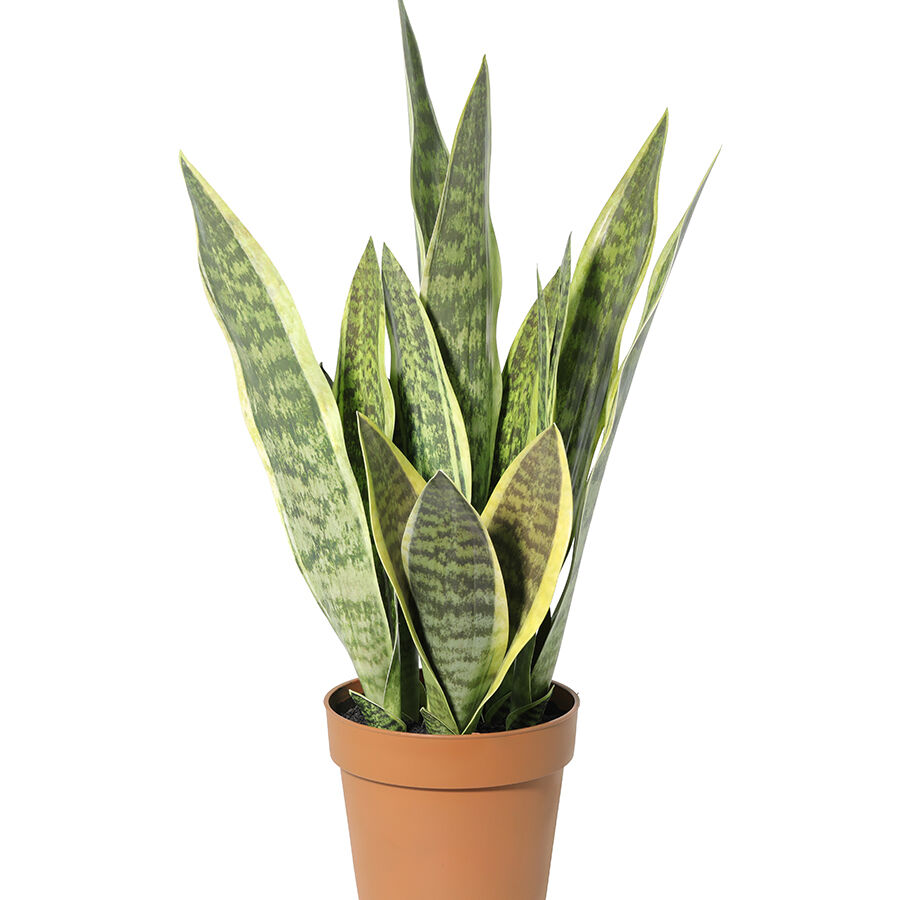 Willow &amp; Silk 70cm Potted Artificial Mother-in-Law&#39;s Tongue Snake Plant