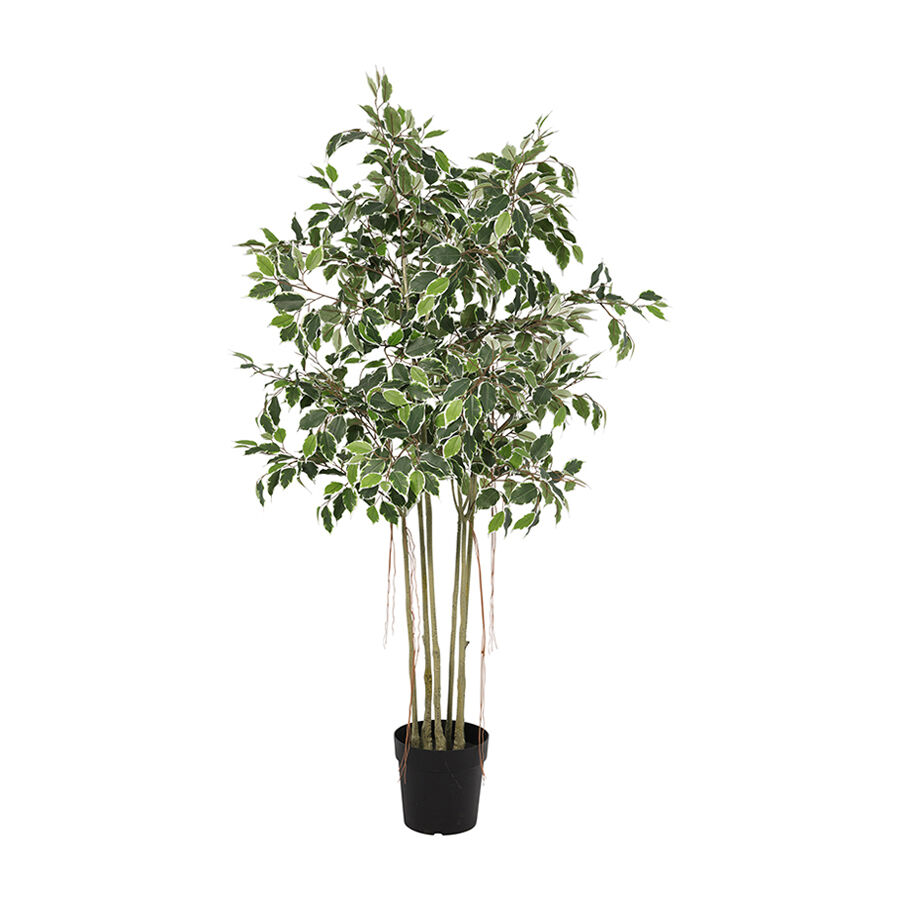 Willow &amp; Silk 168cm Potted Artificial Variegated Ficus Tree