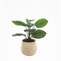 Willow &amp; Silk Artificial 34cm Green Arrowroot Plant in Ceramic Pot