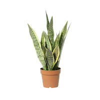 Willow &amp; Silk 70cm Potted Artificial Mother-in-Law&#39;s Tongue Snake Plant