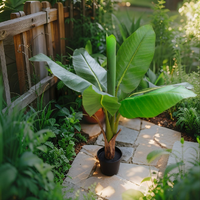 Willow &amp; Silk 90cm Potted Artificial Banana Tree