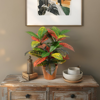 Willow &amp; Silk 38cm Potted Artificial Vibrant Leaf Calathea