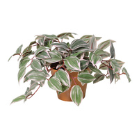 Willow &amp; Silk 25cm Potted Artificial Wandering Dude Plant